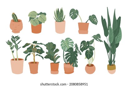 pote plants vector illustration. house potted plants. 