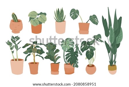 pote plants vector illustration. house potted plants. 