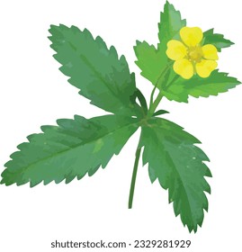 Potentilla simplex (Common Cinquefoil) Native North American Prairie Wildflower Isolated