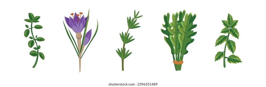 Potherbs and Kitchen Herbs as Condiment Vector Set