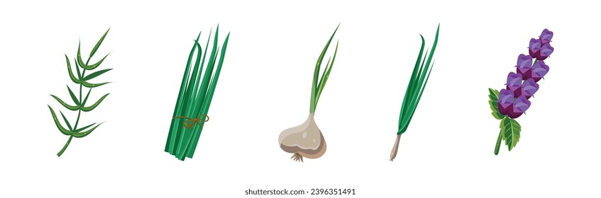 Potherbs and Kitchen Herbs as Condiment Vector Set