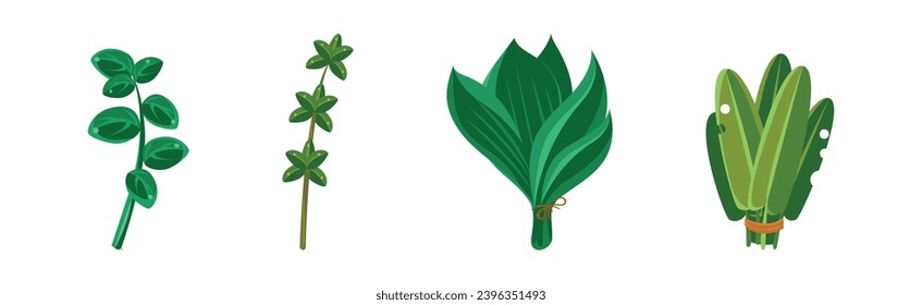 Potherbs and Kitchen Herbs as Condiment Vector Set