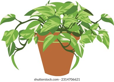 Pothos Illustration, Pothos Vector, House Plant Illustration