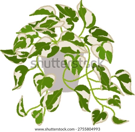 Pothos 'N Joy' is a very hardy houseplant that originated from a spontaneous mutation discovered in India. It has small leaves and a beautiful contrast of white and green.