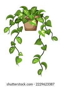 Planta de Pothos. Hogares escalando en una olla aislada en un fondo blanco. Ilustración del vector