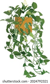 planta de pothos, planta de vid colgando de pothos muy grande 