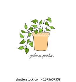 Pothos plant vector illustration graphic. Hand drawn cute outlined golden pothos indoor plant in pot. Isolated.