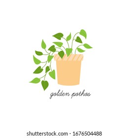 Pothos plant vector illustration graphic. Hand drawn cute golden pothos indoor plant in pot. Isolated.