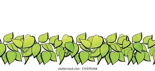 Pothos.Botanical vector illustration. Can be used for backgrounds and banners.