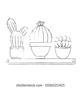 pots with desert plants in shelf