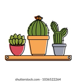pots with desert plants in shelf