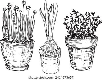 Pots, herb, Garden, liner, outline, set, illustrations, vector, plants, pots, bulb, garden