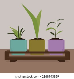 Pots with houseplants on a wooden table. Vector flat image of small plants in colored pots on a stand. Design for cards, templates, posters, backgrounds, textiles, banners.