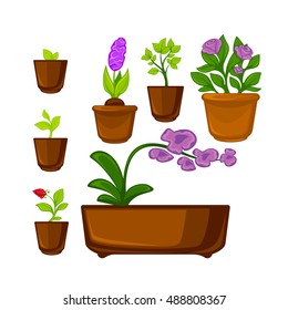 Pots plants with flowers and leaves set. Vector illustration. Isolated on white.