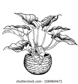 Potted Alocasia houseplant  Elephant ear plant in seagrass basket flowerpot  Hand drawn black   white vector illustration 