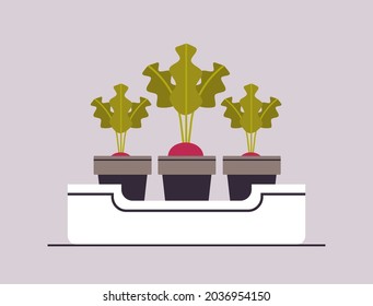 potted beetroot or raddish plants in pots planting greenhouse botanical gegetable garden concept