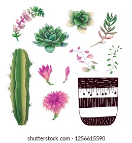 Potted cacti and succulents plants badge collection set.