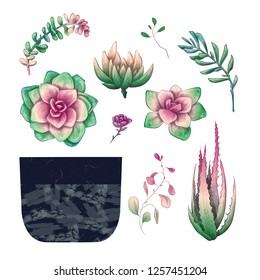 Potted cacti and succulents plants badge collection set.