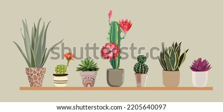 Potted cactus plants set. Interior houseplants in planters, flowerpots. Home indoor green decor. Different succulents, cacti. Flat graphic vector realistic illustrations isolated on neutral background