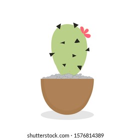 Potted cactus Putting on a white background