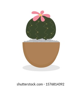 Potted cactus Putting on a white background