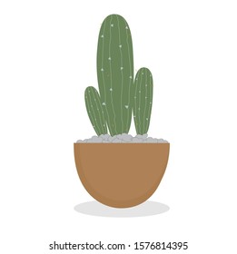 Potted cactus Putting on a white background