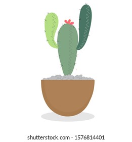 Potted cactus Putting on a white background