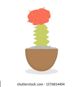Potted cactus Putting on a white background
