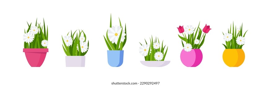 Potted chamomile and tulips. Garden flowers. Flat vector illustration isolated on white background.