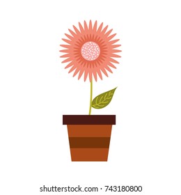 potted dahlia flower floral ornament garden image