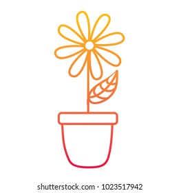 potted daisy flower petal leaves decoration