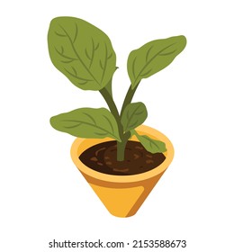 Potted decoration leaves, an isometric icon of  plant

