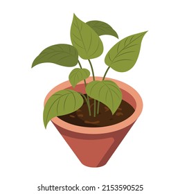 Potted decoration leaves, an isometric icon of  plant

