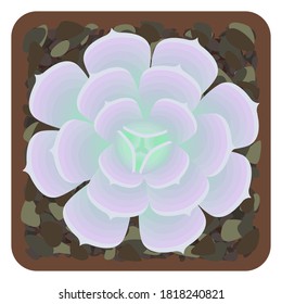 Potted echeveria succulent. Top view. The plant is isolated on a white background.