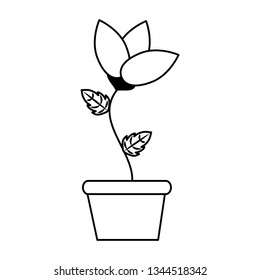 potted flower decoration