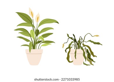 Potted flower plants in good and bad conditions. Blossomed growing leaves vs withered wilted dead houseplant with dying dry sick leaf. Flat cartoon vector illustration isolated on white background