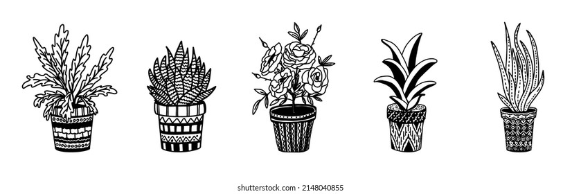 Flores picantes, decoración casera. Dibujo manual, dibujo lineal en blanco y negro. Rosas y suculentos. Ilustración del vector