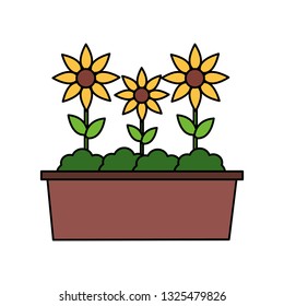 potted flowers nature