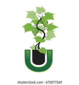 potted grape vine with grapes-vector drawing