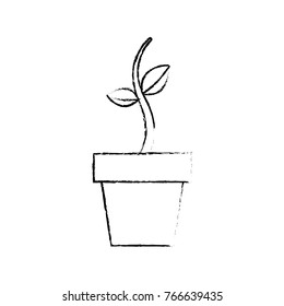 potted growth plant natural flora botanical