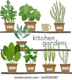 Potted Herbs. Kitchen Garden. Vector Illustration.