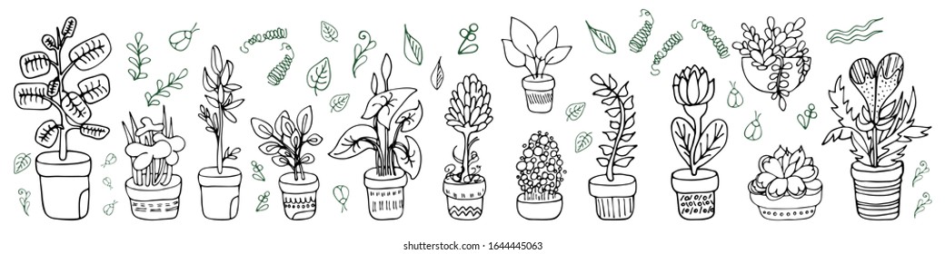 Potted home flowers. set. ficus, lily, succulent, Anthurium, protea. elements of plants.Vector stock illustration hand-drawn. white background. doodles. stylized plants, grass, flower pots, beetle