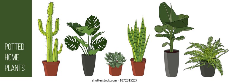Potted Home Plants set with cactus, swiss cheese plant, jade plant, snake plant, banana plant and fern