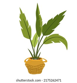 Potted house plant. Foliage houseplant growing in flowerpot. Green leaf decoration for home interior. Natural indoor decor. Hand draw vector illustration isolated on white background
