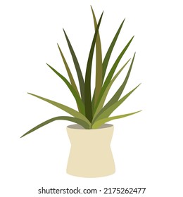 Potted house plant. Foliage houseplant growing in flowerpot. Green leaf decoration for home interior. Natural indoor decor. Hand draw vector illustration isolated on white background
