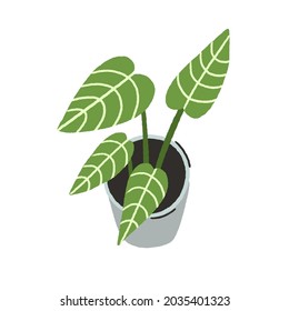 Potted house plant with large green leaves. Indoor foliage houseplant growing in planter. Modern leafy interior decor. Colored flat vector illustration isolated on white background