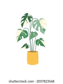 Potted house plant vector icon. Monstera variegated. Indoor plant with beautiful tropical foliage. Houseplant growing in pot interior decor. Colored flat illustration isolated on white background.