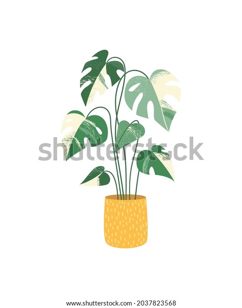 Potted house plant vector icon. Monstera
variegated. Indoor plant with beautiful tropical foliage.
Houseplant growing in pot interior decor. Colored flat illustration
isolated on white
background.