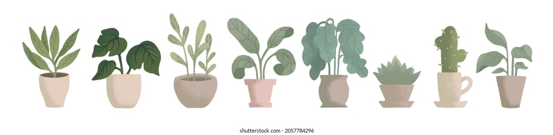 potted house plant vector illustrations in simple flat hand drawn style. Collection of green leafy indoor plants design assets isolated on white background