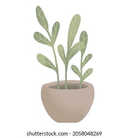 potted house plant vector illustrations in simple flat hand drawn style. Collection of green leafy indoor plants design assets isolated on white background